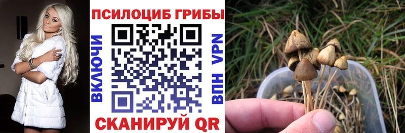 Псилоцибиновые грибы Cubensis  Елизово 